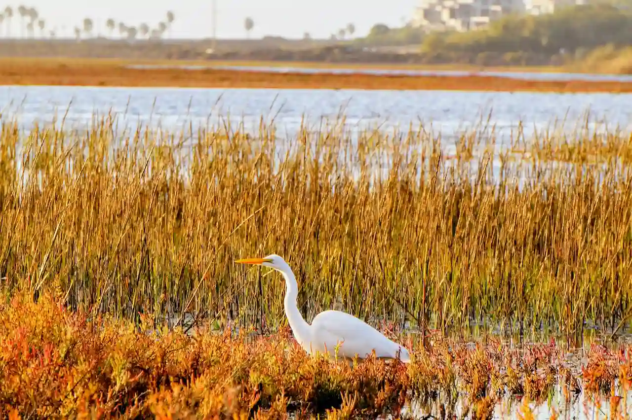 Batiquitos Lagoon trail with calm water, wetlands, and distant hills.