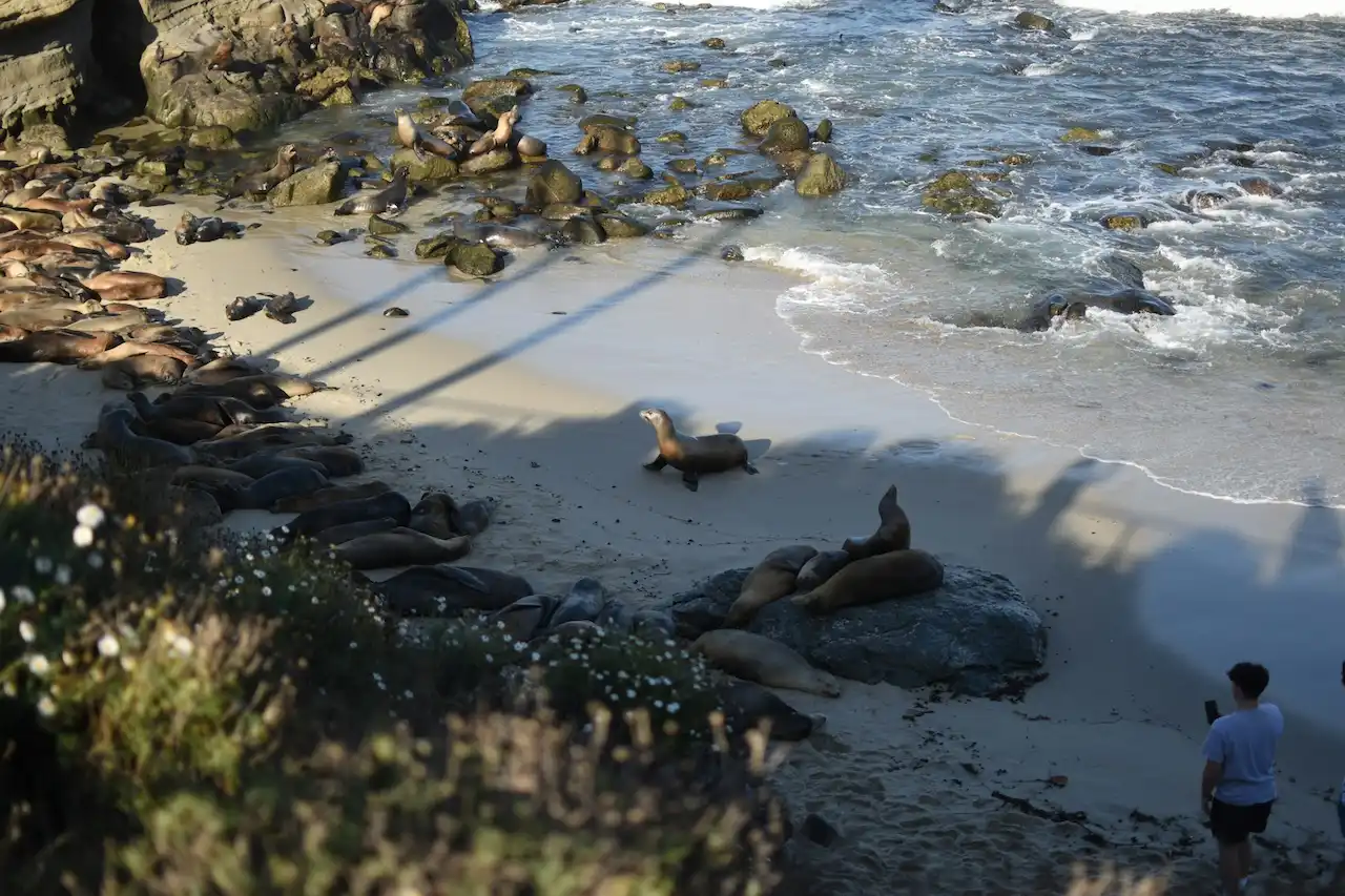 Children’s Pool seawall and protected cove with seals and sea lions.