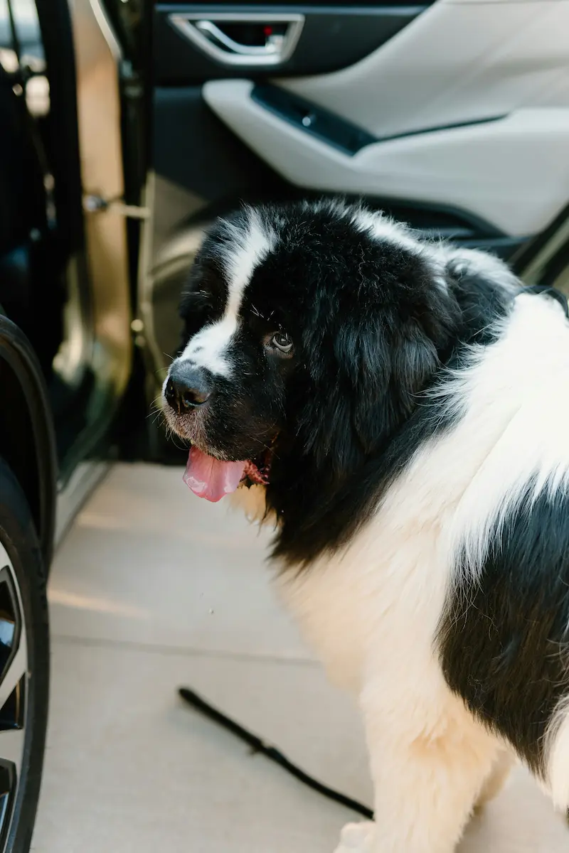 Owner with small dog waiting at the airport curb beside a black car
